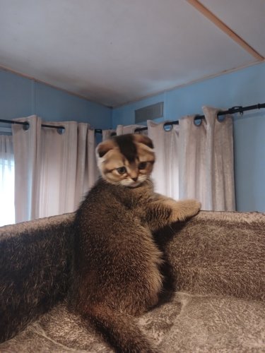 Scottish fold kittens