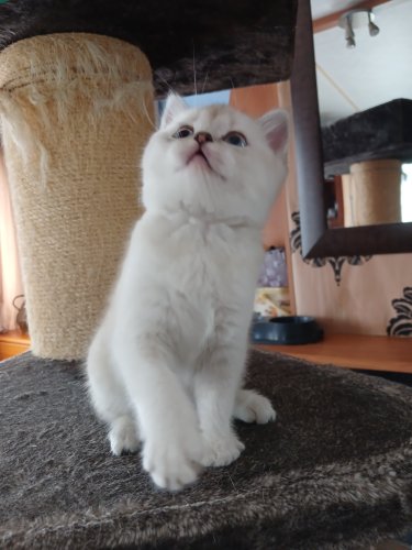 Scottish fold kittens