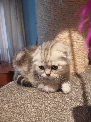 Scottish fold kittens