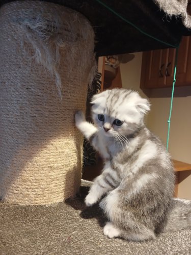 Scottish fold kittens