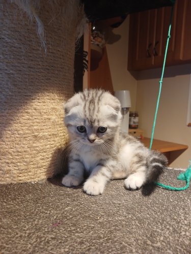 Scottish fold kittens