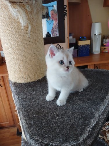 Scottish fold kittens
