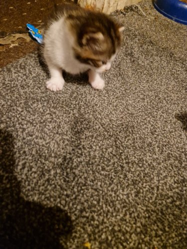 Parduodu Amerikos trumpaplaukiai