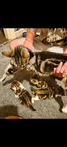 Parduodu Amerikos trumpaplaukiai