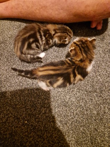 Parduodu Amerikos trumpaplaukiai