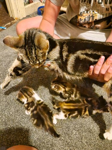 Parduodu Amerikos trumpaplaukiai