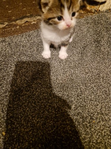 Parduodu Amerikos trumpaplaukiai