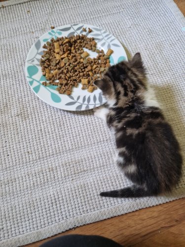 Parduodu Amerikos trumpaplaukiai