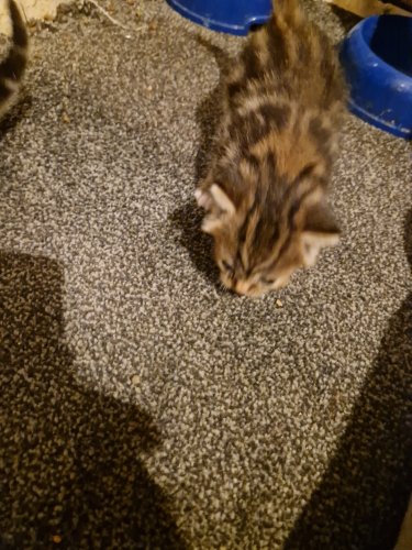 Parduodu Amerikos trumpaplaukiai