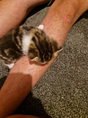 Parduodu Amerikos trumpaplaukiai