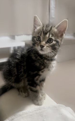 Kitten for sale. 9 Weeks.