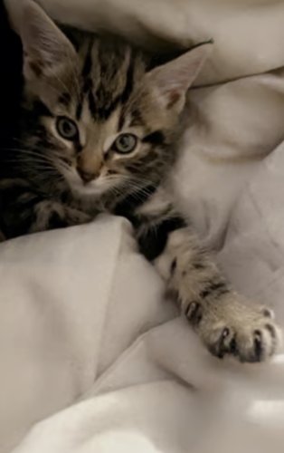 Kitten for sale. 9 Weeks.